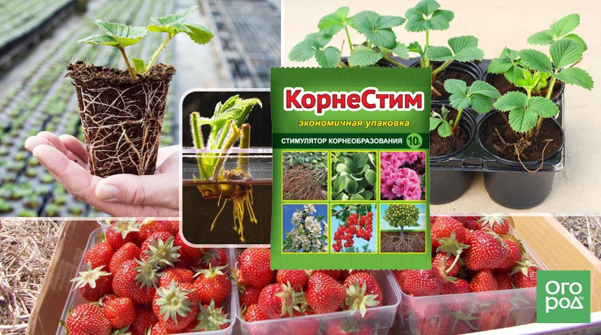 Стимулятор корнеобразования BioBizz Root Juice 1 л